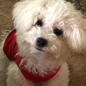 Meet your Posher, Suzie